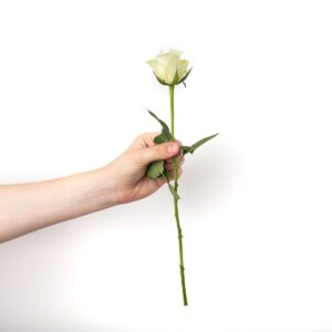 a hand holding a flower