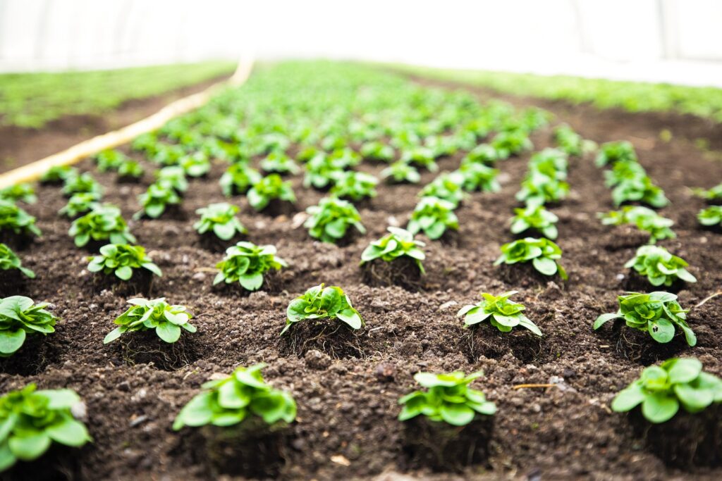 a garden with small plants