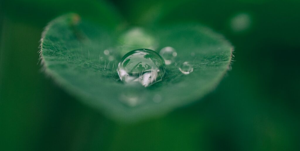 green leaf with water drops