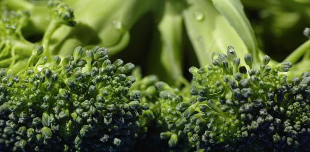 green leaf plant in close up photography