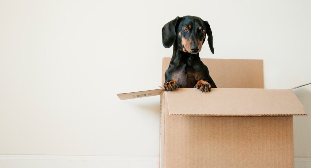 black and brown Dachshund standing in box