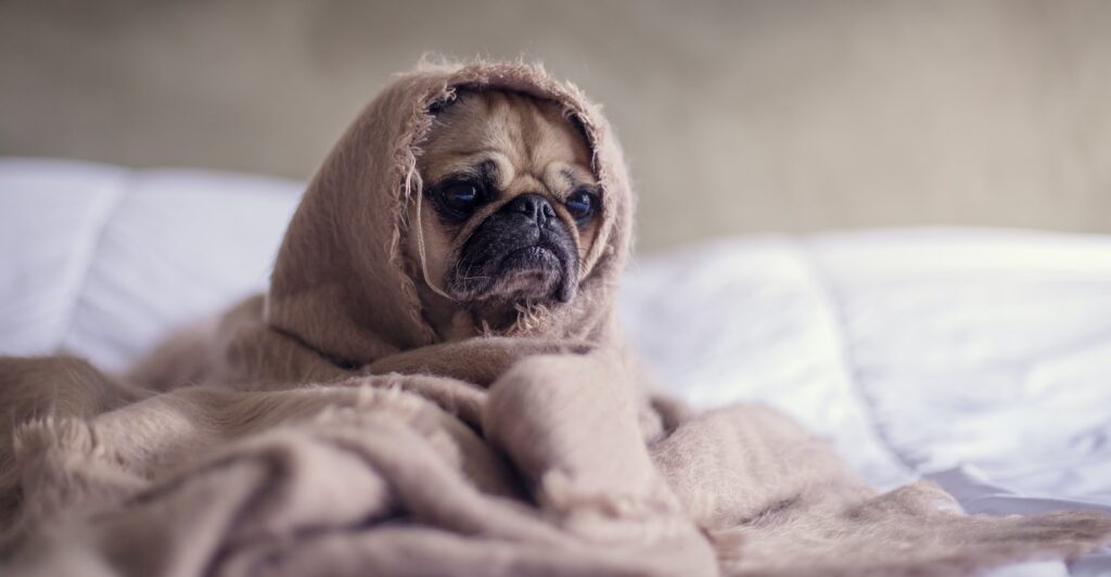 pug covered with blanket on bedspread