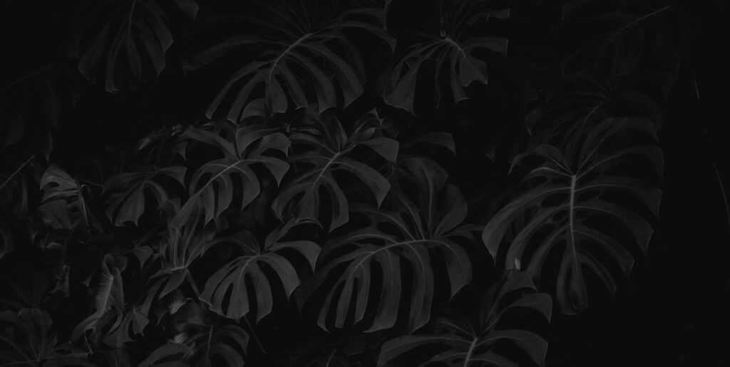 black and white leaf plant