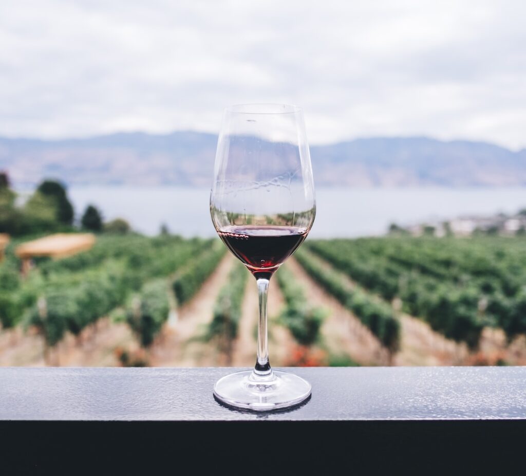 clear wine glass overlooking orchard during daytime