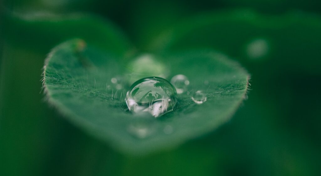 green leaf with water drops