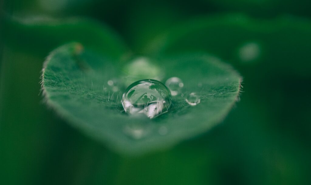 green leaf with water drops