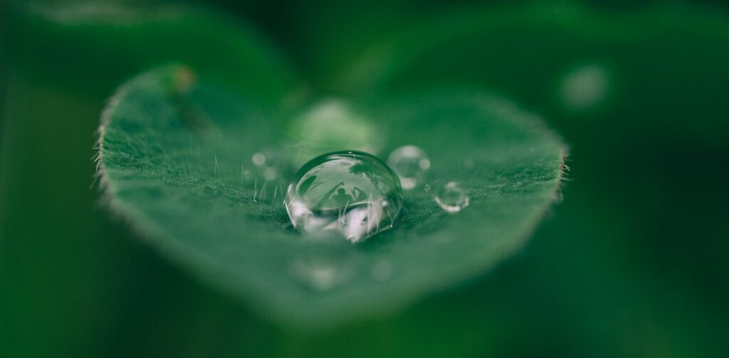 green leaf with water drops