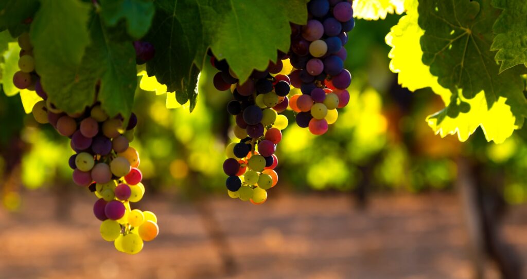 green and brown grapes during daytime