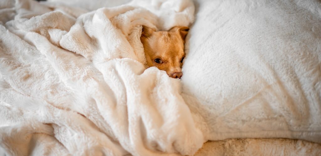 short-coated brown dog lying on bed