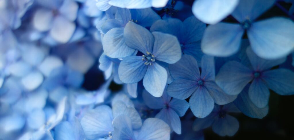 close up photo of blue petaled flower