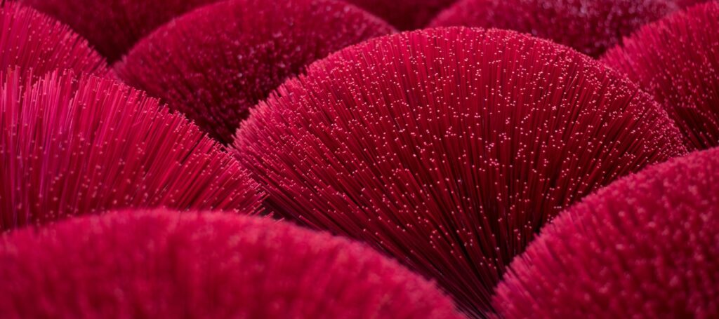 shallow focus photo of red plants