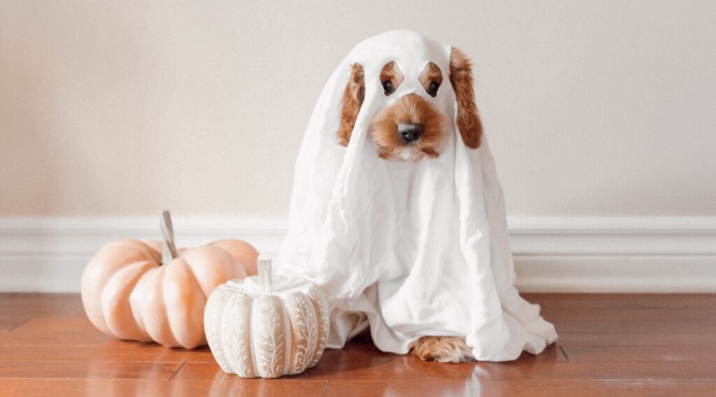 a dog wearing a ghost costume next to a pumpkin