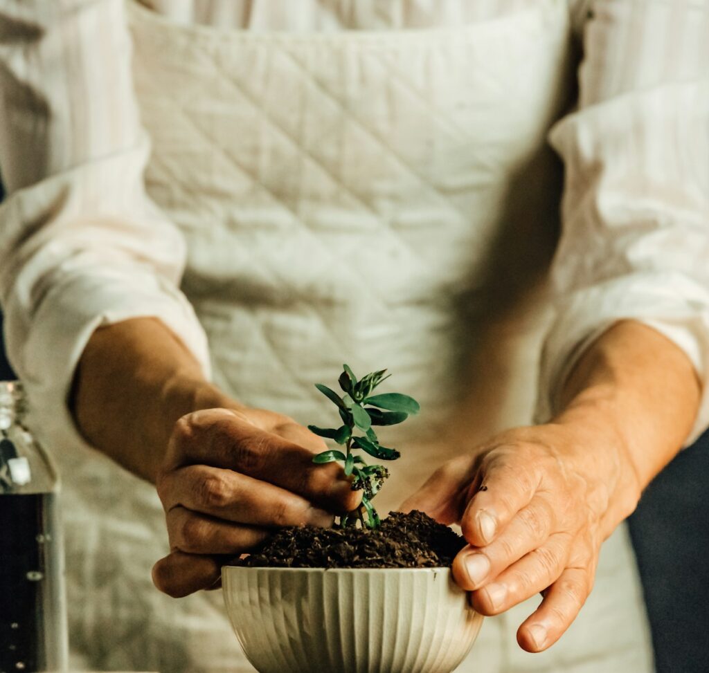 green plant Planting seed